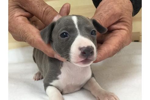 成約済の愛知県のイタリアングレーハウンド(イタグレ)-64257