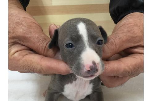 成約済の愛知県のイタリアングレーハウンド(イタグレ)-64258