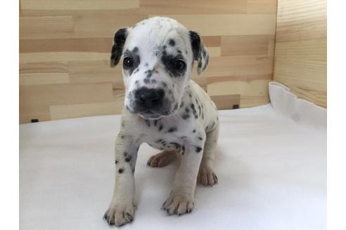 成約済の愛知県のダルメシアン-64259の4枚目