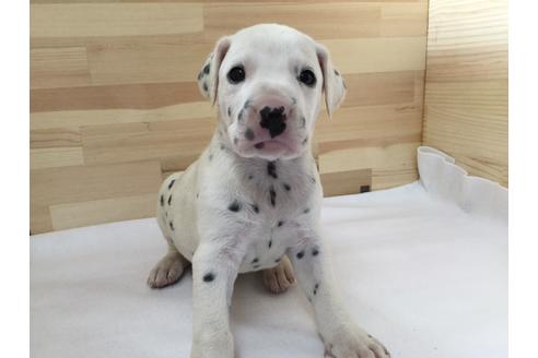 成約済の愛知県のダルメシアン-64261の1枚目