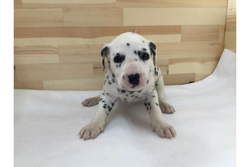 成約済の愛知県のダルメシアン-64263の1枚目