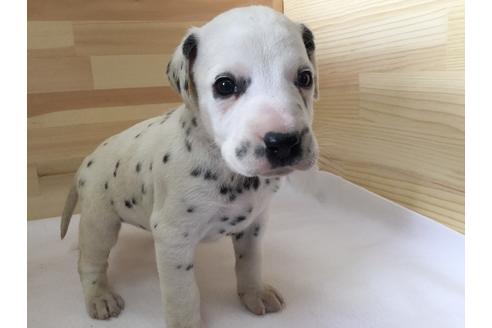 成約済の愛知県のダルメシアン-64264の1枚目