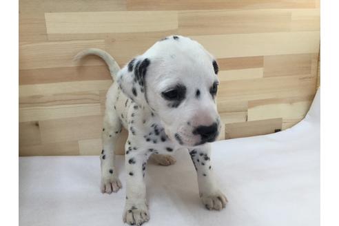成約済の愛知県のダルメシアン-64265の1枚目