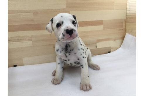 成約済の愛知県のダルメシアン-64266の1枚目