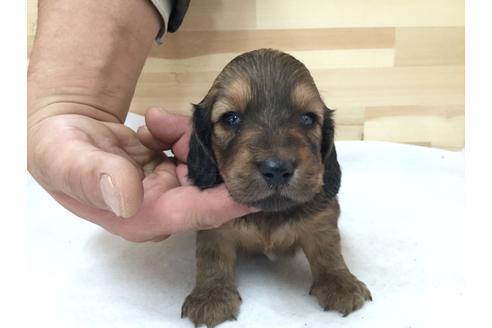 成約済の愛知県のミニチュアダックスフンド(ロングヘアード)-64271