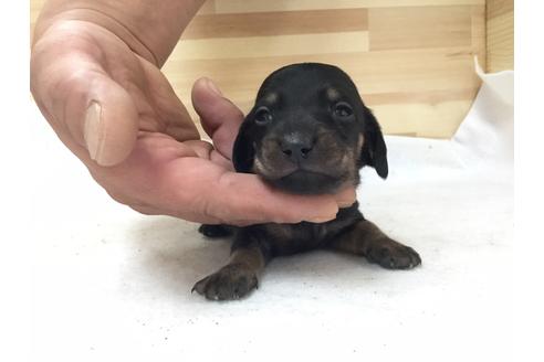 成約済の愛知県のミニチュアダックスフンド(ロングヘアード)-64278の1枚目