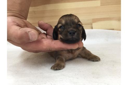 成約済の愛知県のミニチュアダックスフンド(ロングヘアード)-64279の1枚目