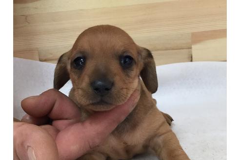 成約済の愛知県のミニチュアダックスフンド(スムースヘアード)-64273