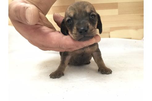 成約済の愛知県のミニチュアダックスフンド(スムースヘアード)-64277