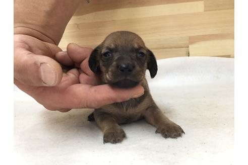 成約済の愛知県のミニチュアダックスフンド(スムースヘアード)-64280の1枚目