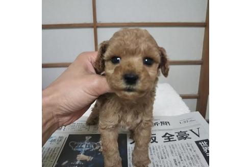 子犬