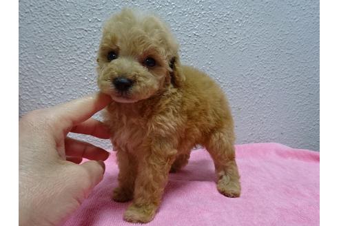 成約済の大阪府のトイプードル-65297の2枚目