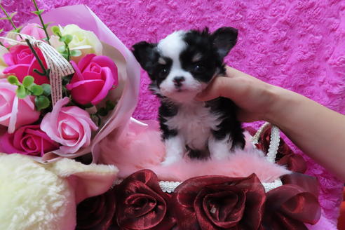 成約済の京都府のチワワ(ロングコート)-65306の7枚目