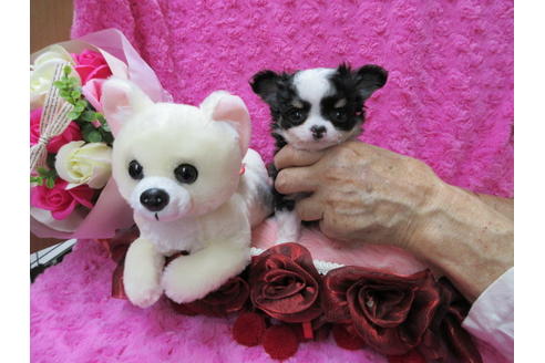 成約済の京都府のチワワ(ロングコート)-65306の6枚目