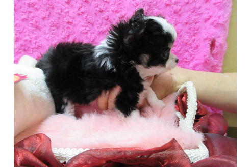 成約済の京都府のチワワ(ロングコート)-65306の5枚目