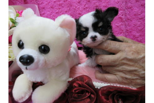 成約済の京都府のチワワ(ロングコート)-65306の4枚目