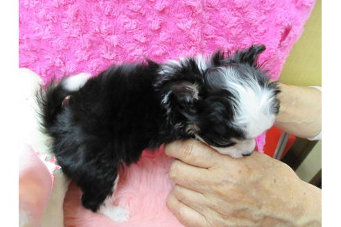 成約済の京都府のチワワ(ロングコート)-65306の3枚目