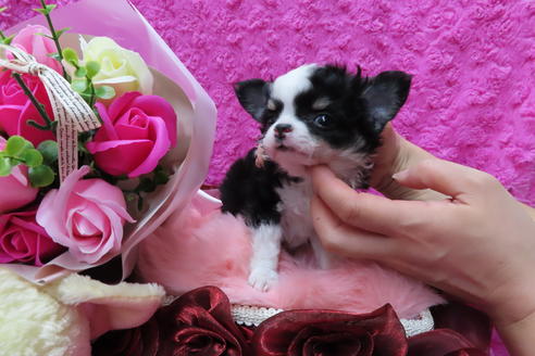 成約済の京都府のチワワ(ロングコート)-65306の2枚目