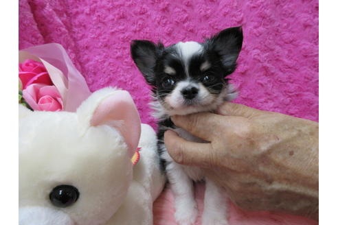 成約済の京都府のチワワ(ロングコート)-65307