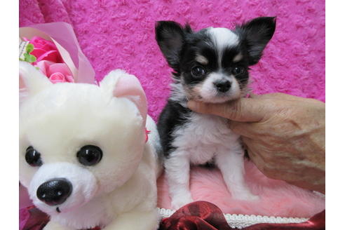 成約済の京都府のチワワ(ロングコート)-65307の6枚目