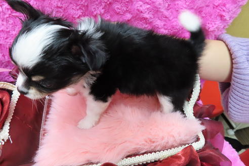 成約済の京都府のチワワ(ロングコート)-65307の5枚目