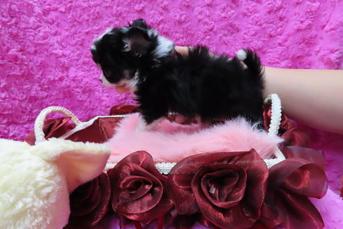 成約済の京都府のチワワ(ロングコート)-65307の4枚目