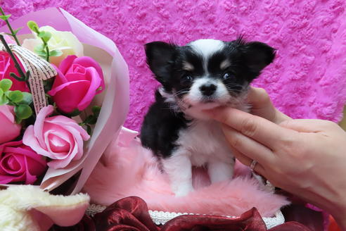 成約済の京都府のチワワ(ロングコート)-65307の3枚目