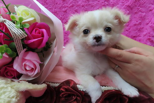 成約済の京都府のチワワ(ロングコート)-65308