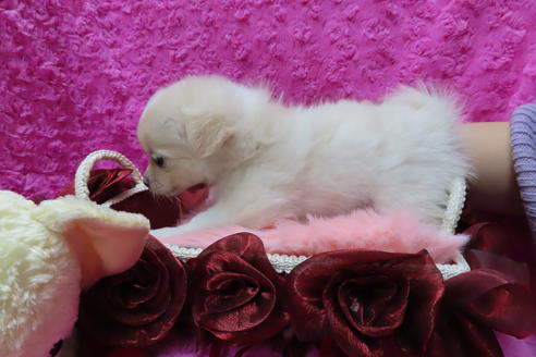 成約済の京都府のチワワ(ロングコート)-65308の7枚目