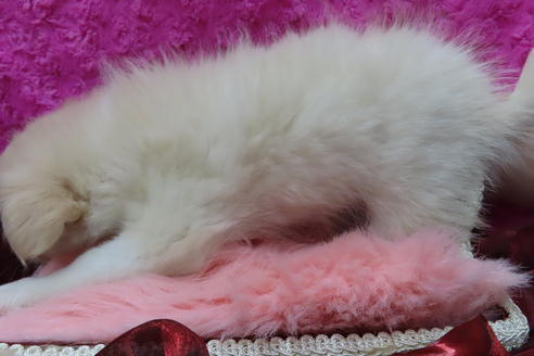 成約済の京都府のチワワ(ロングコート)-65308の6枚目