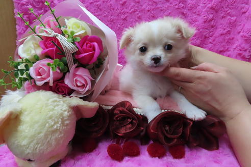 成約済の京都府のチワワ(ロングコート)-65308の5枚目