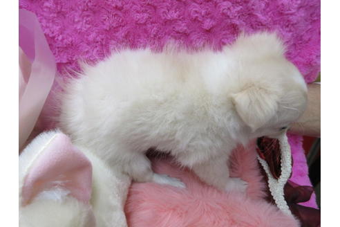 成約済の京都府のチワワ(ロングコート)-65308の4枚目