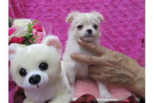 成約済の京都府のチワワ(ロングコート)-65308の3枚目