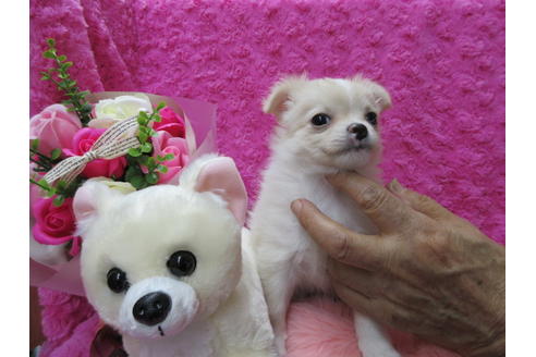 成約済の京都府のチワワ(ロングコート)-65308の2枚目