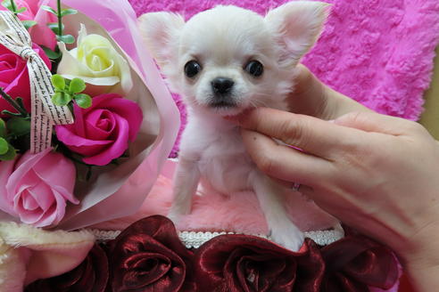 成約済の京都府のチワワ(ロングコート)-65309