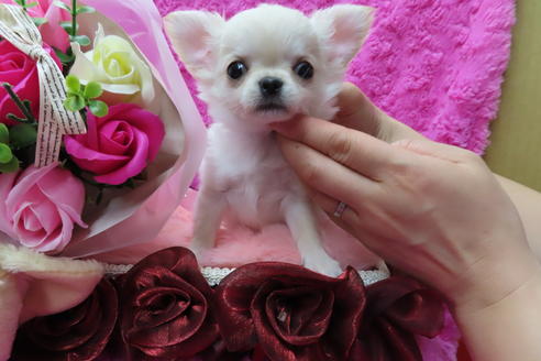 成約済の京都府のチワワ(ロングコート)-65309の7枚目