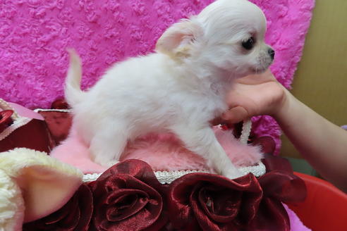 成約済の京都府のチワワ(ロングコート)-65309の6枚目