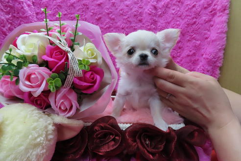 成約済の京都府のチワワ(ロングコート)-65309の5枚目