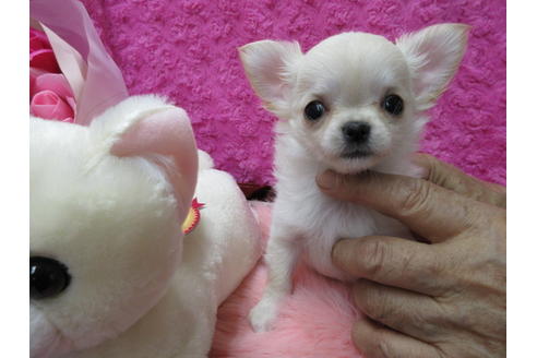 成約済の京都府のチワワ(ロングコート)-65309の4枚目