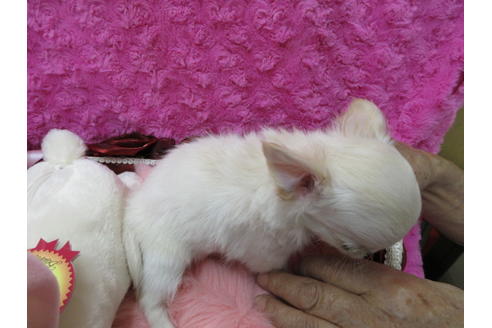 成約済の京都府のチワワ(ロングコート)-65309の3枚目