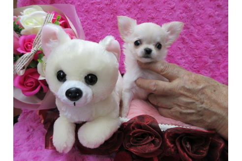 成約済の京都府のチワワ(ロングコート)-65309の2枚目