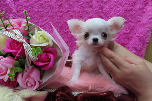 成約済の京都府のチワワ(ロングコート)-65310の1枚目