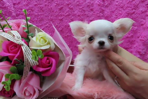 成約済の京都府のチワワ(ロングコート)-65310の7枚目