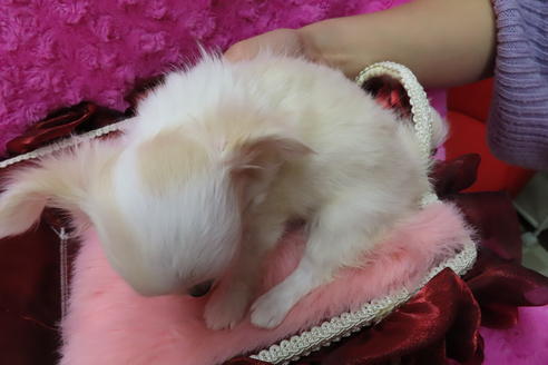 成約済の京都府のチワワ(ロングコート)-65310の6枚目