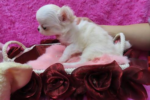 成約済の京都府のチワワ(ロングコート)-65310の5枚目