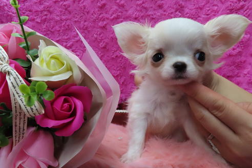 成約済の京都府のチワワ(ロングコート)-65310の4枚目