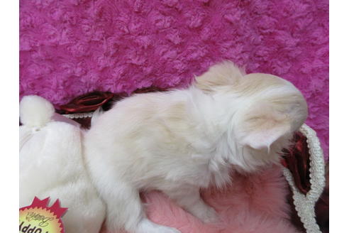 成約済の京都府のチワワ(ロングコート)-65310の3枚目