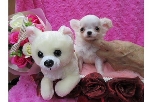 成約済の京都府のチワワ(ロングコート)-65310の2枚目