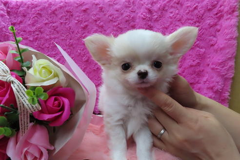 成約済の京都府のチワワ(ロングコート)-65311の1枚目