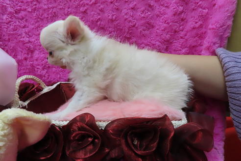 成約済の京都府のチワワ(ロングコート)-65311の8枚目